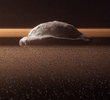Strange Worlds