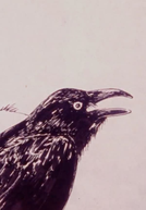 Crow (鴉)