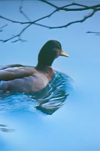 Poster de Curta Canards (1984)
