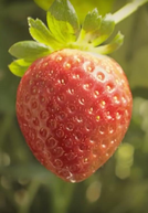 The Extraordinary Life and Times of Strawberry