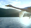 Masters of the Sky