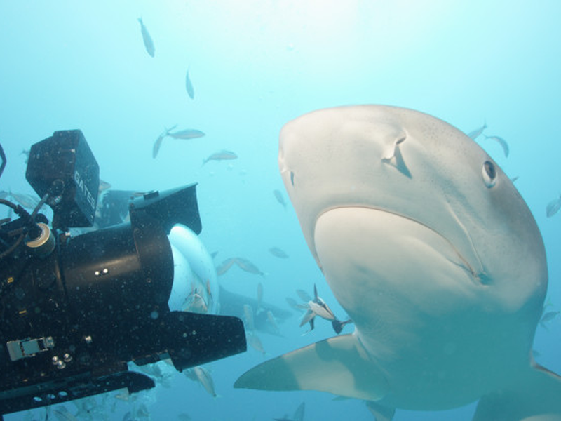 Foto 7 de Sharkwater Extinction