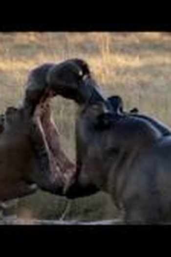 Poster de Curta Jaula (2012)