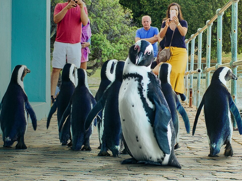 Foto 1 de Cidade dos Pinguins