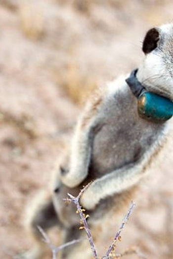 Poster de Episódio Episode 1 (2018)