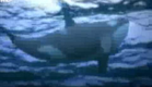 Documentário - (Ataque Animal) - Orca