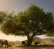 Namib: Skeleton Coast and Beyond