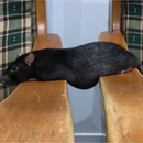 Foto de perfil de Beatriz