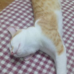 Foto de perfil de Laís Marinoni