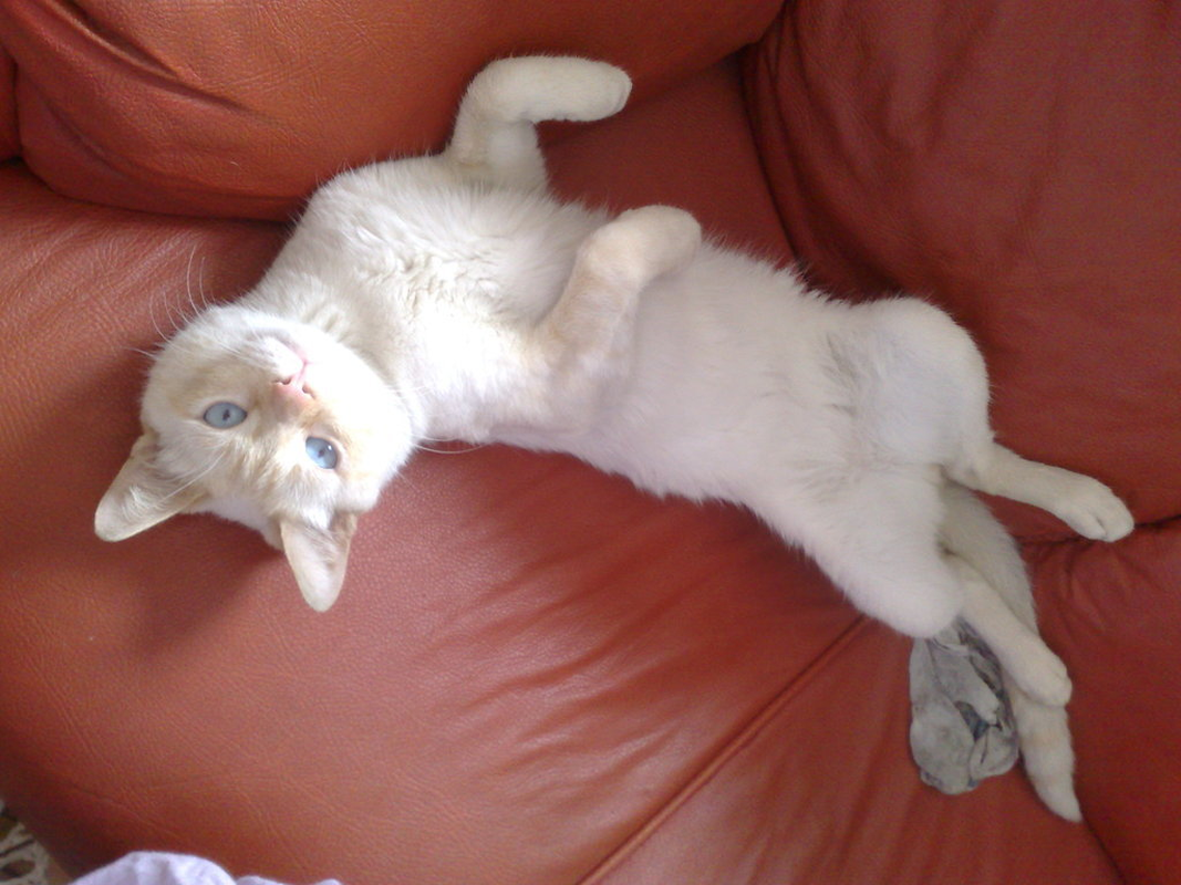Felipe - Foto 2