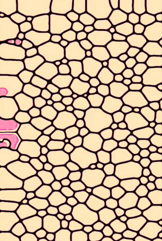 Poster 1 de Curta ☗ Alph. (2016)