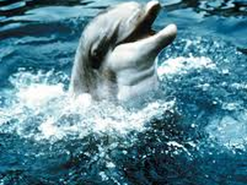 Foto 3 de Crazy Animals