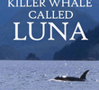 Uma Orca chamada Luna