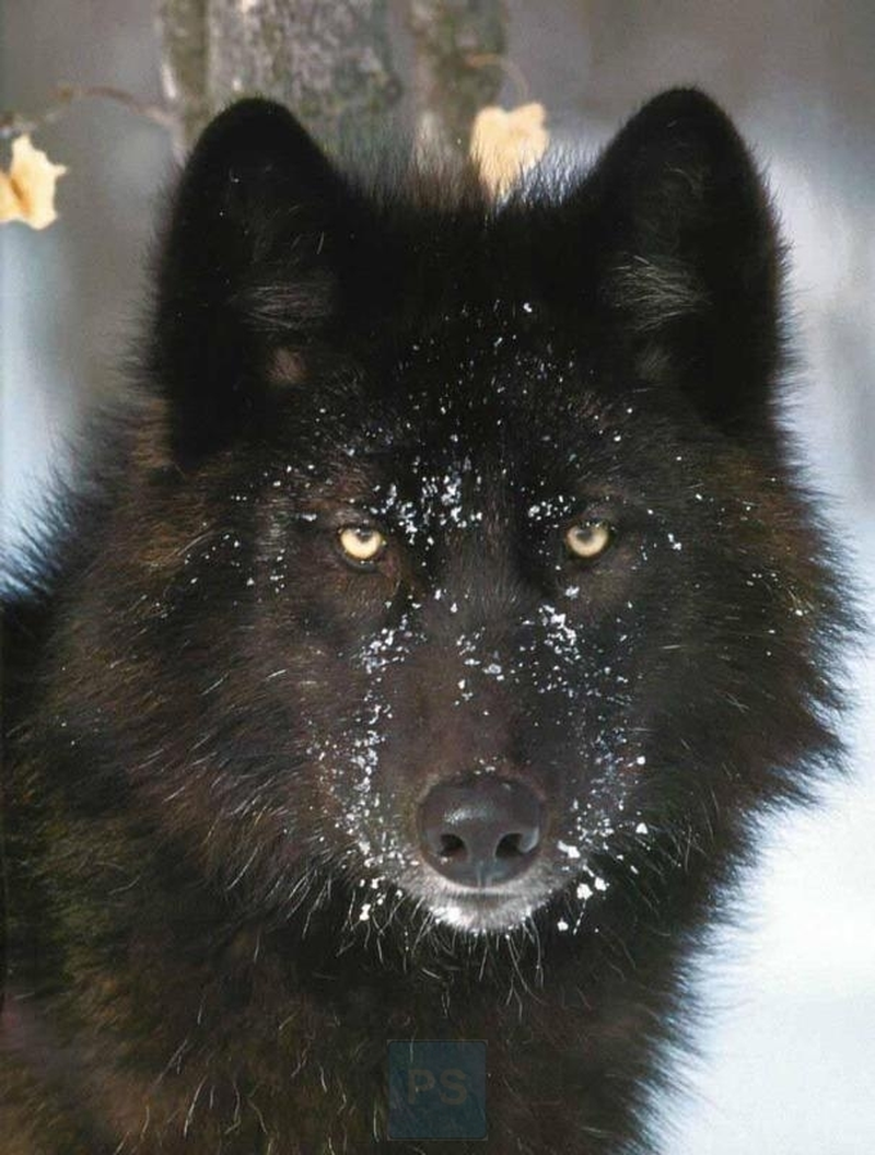 Lobo Negro A - Foto 1