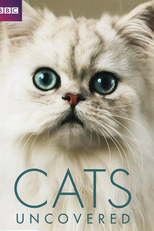 Gatos Investigados (Cats Uncovered)