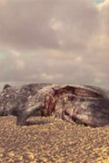 Poster de Episódio A Divorce to Remember (2007)