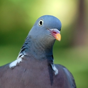 Foto de perfil de Daniel