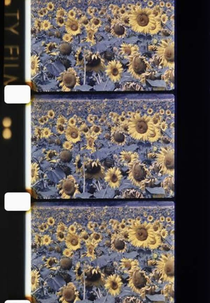 Les tournesols colorés (Les tournesols colorés)