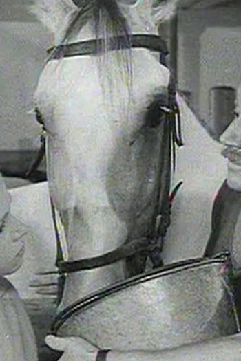 Poster de Episódio About Bajazzo (1966)