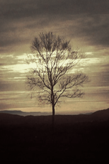 The Last Analog Tree (The Last Analog Tree)