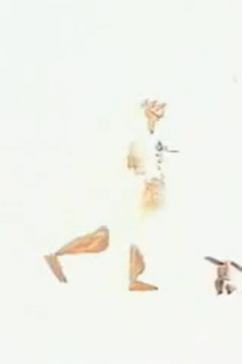  de Curta The Flying Man (1962)