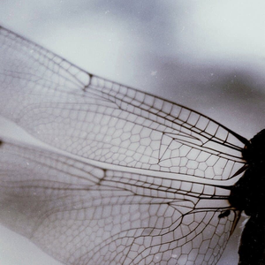 Foto de perfil de Cássia