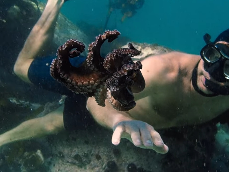 Foto 2 de Professor Polvo