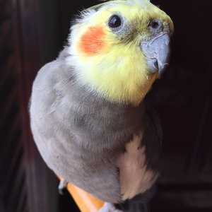 Foto de perfil de Isa Kino