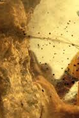 Urânio Picuí (Urânio Picuí)