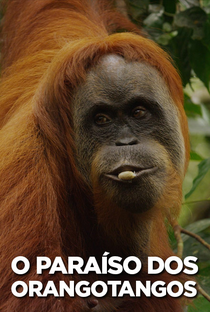 O Paraíso dos Orangotangos - Poster / Capa / Cartaz - Oficial 1