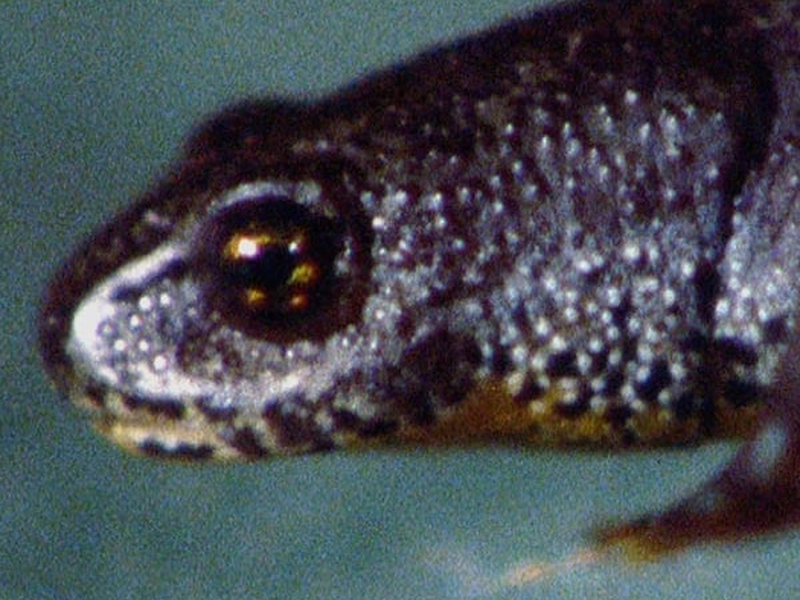 Foto 1 de Gargantuan