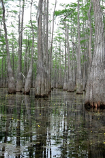 O homem selvagem de Ocheesee (The Ocheesee Wild Man)