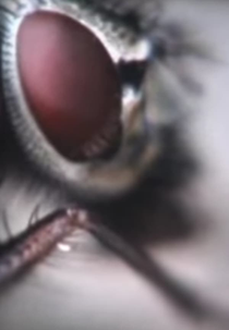 Moth & Moon (Moth & Moon)