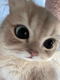 Bruba