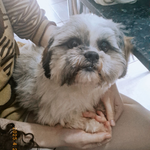 Foto de perfil de Isa
