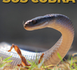 SOS Cobra
