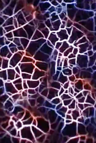 Poster 1 de Curta Compound Eye (2004)