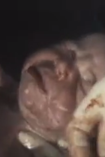 Poster de Curta Natividade (2003)