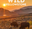 Yellowstone Selvagem