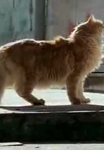 Sete Vidas (Sete Vidas)