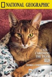 Gatos – Acariciando o Tigre - Poster / Capa / Cartaz - Oficial 2