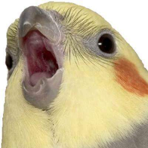 Foto de perfil de Sant Amanda