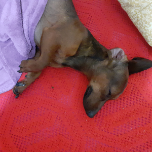 Foto de perfil de Débora