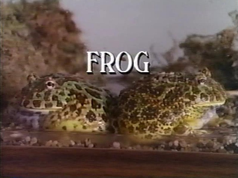 Foto 1 de Frog