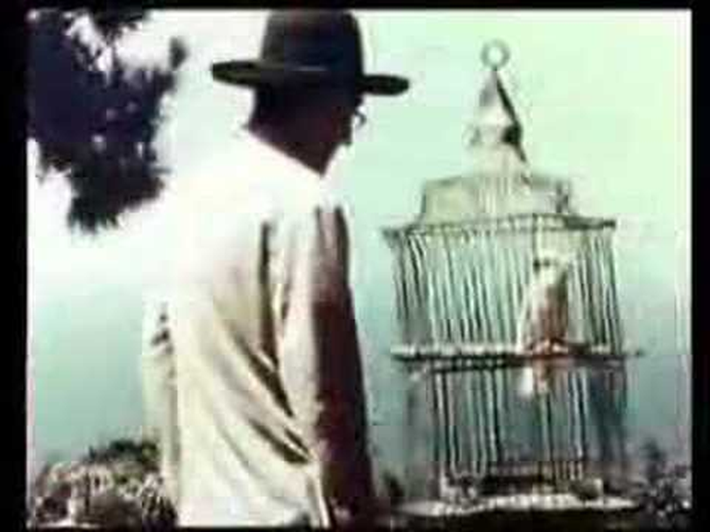 Foto 1 de William Buys a Parrot