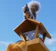 Squirrel!