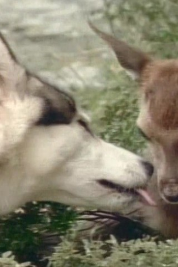 Poster de Episódio Poachers (1993)