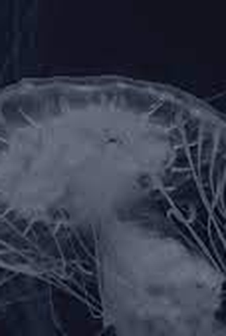 Poster 1 de Curta Azul Profundo (2020)