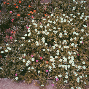 Foto de perfil de Thais Tesch