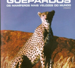 Discovery Channel: Guepardos - Os Mamiferos Mais Velozes do Mundo